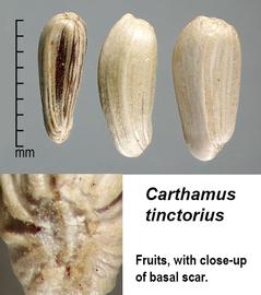   Fruits:   Carthamus tinctorius ; Photo by J. Scher, Federal Noxious Weed Disseminules of the US
